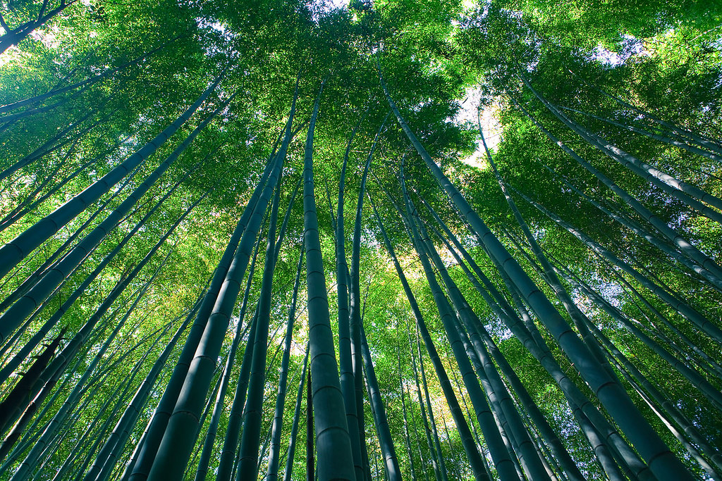 竹林